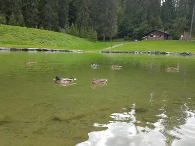 a group of ducks swimming in a lake at Le Duplex Septimontain in Samoëns