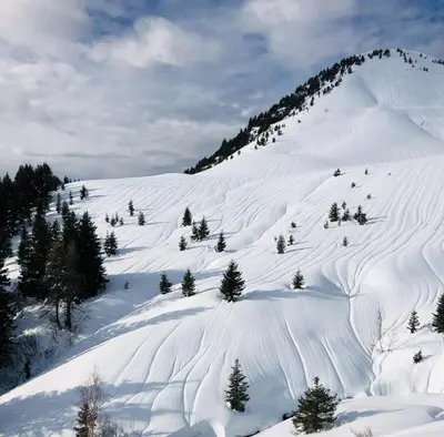 a snow covered slope with trees on a mountain at Charmant appartement dans chalet in Les Carroz d'Araches