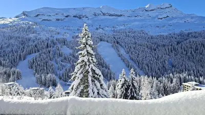 a snow covered tree in front of a mountain at Résidence Belier - Appartement confortable · Au pied des pistes · WIFI gratuit et illimité · Terrasse MAE-7374 in Flaine
