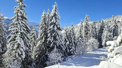 a snow covered forest with snow covered trees at Résidence Les Pleiades - Appartement lumineux avec balcon · Centre station · Parking couvert MAE-7379 in Flaine