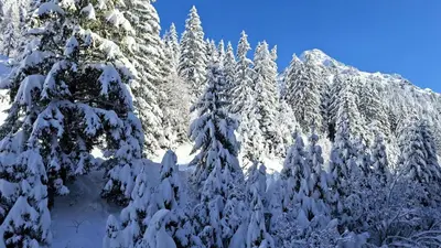 a group of trees covered in snow at Residence De La Foret - Appartement confortable · Proche des pistes · WIFI gratuit et illimité MAE-7386 in Flaine