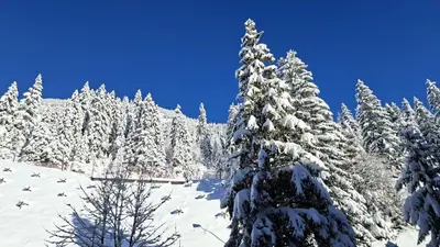 a snow covered pine tree in a snow covered forest at Residence De La Foret - Appartement confortable · Proche des pistes · WIFI gratuit et illimité MAE-7386 in Flaine