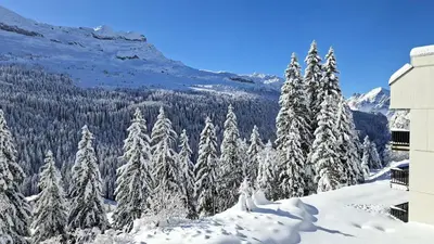 a group of trees covered in snow next to a mountain at Résidence Castor - Studio rénové avec casier à ski · Proche des pistes · Balcon MAE-7394 in Flaine