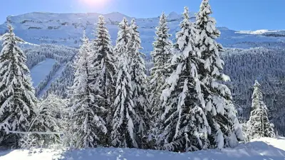 a group of pine trees covered in snow at Résidence Les Pleiades - Appartement lumineux · Centre station · Parking couvert · Balcon MAE-7409 in Flaine