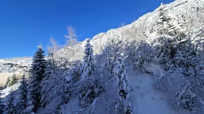 a mountain covered in snow with trees in the foreground at Résidence Andromede - Studio confortable · Proche des pistes MAE-7416 in Flaine