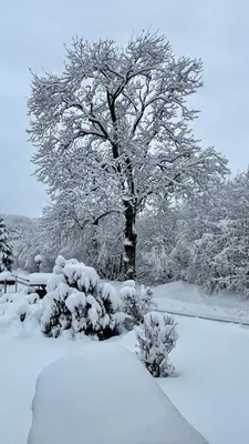 a tree covered in snow next to a bench at Les Comtes de Savoie - Appartement rénové proche du centre de Megève avec vue sur le Mont d'Arbois in Megève