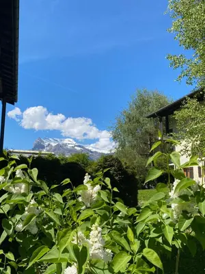 a bush with white flowers and mountains in the background at Appartement lumineux et cosy en rez de jardin in Saint-Gervais-les-Bains