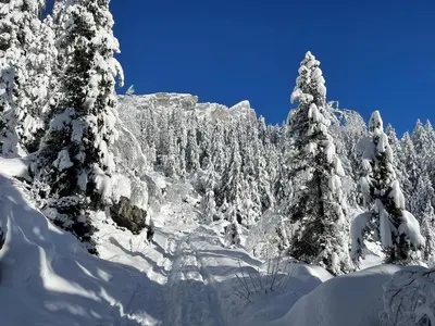 a snow covered forest with trees covered in snow at Chalet du grand cerf in Servoz