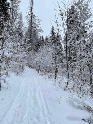 a snow covered road in a forest with trees at BARMADZA Mazots de Charme in Demi-Quartier