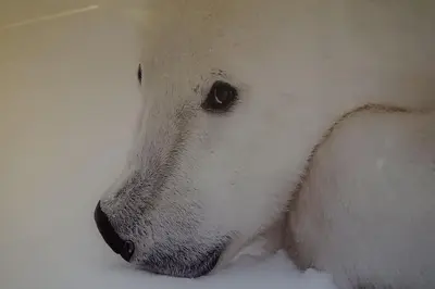 a close up of a white dog laying in the snow at Appartement La Suite Mont-Blanc in Chamonix-Mont-Blanc
