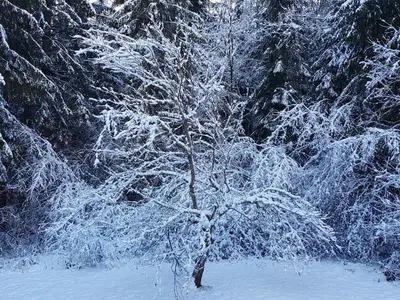 a tree covered in snow in front of a forest at Appartement cosy 2-4 pers avec terrasse et parking - FR-1-629-32 in Samoëns