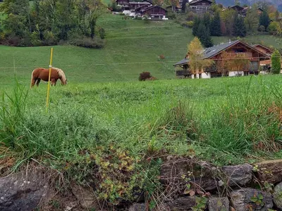 a horse grazing in a field of green grass at 3 pièces calme à Samoëns avec parking privé, 4 couchages - FR-1-629-48 in Samoëns