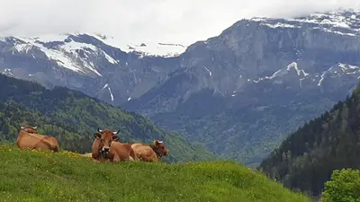 a group of cows sitting on a hill with mountains in the background at Belle Vue de St Gervais in Saint-Gervais-les-Bains