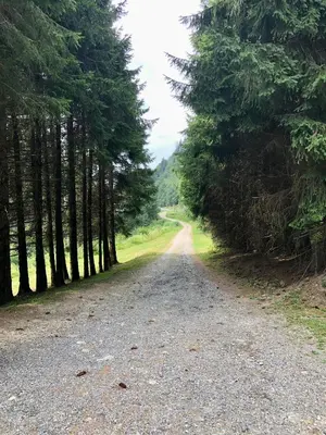 a dirt road with trees on either side at Chalet Rivière du Bon Nant Location de 6 à 14 personnes en Haute Savoie in Saint-Gervais-les-Bains