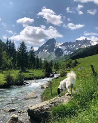 a dog standing on a rock next to a river at Chalet Rivière du Bon Nant Location de 6 à 14 personnes en Haute Savoie in Saint-Gervais-les-Bains