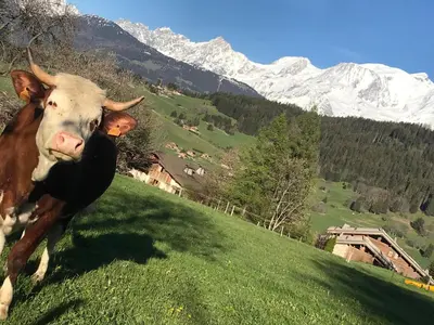 a cow standing on a grassy hill with mountains in the background at Charmant Mazot Le 1881 4 pers in Demi-Quartier