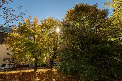 two trees in a park with the sun shining between them at Apartment La Roseraie - Alpes Travel - Central Chamonix (sleeps 2-3) in Chamonix-Mont-Blanc