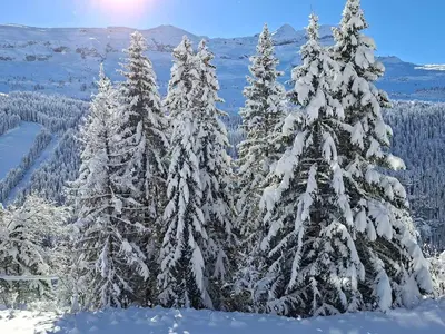 a group of pine trees covered in snow at Appartement spacieux au centre, balcon, parking couvert - FR-1-425-124 in Flaine