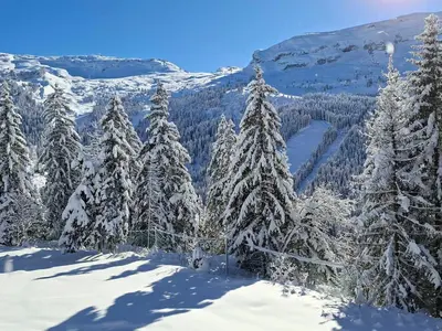 a group of snow covered trees on a mountain at Appartement lumineux 8 pers · Balcon · Parking en option - FR-1-425-131 in Flaine