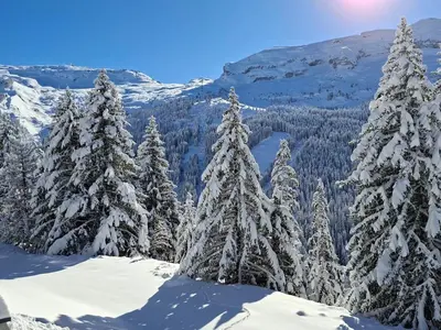 a group of snow covered trees on top of a mountain at Appartement lumineux avec balcon au centre station - FR-1-425-141 in Flaine