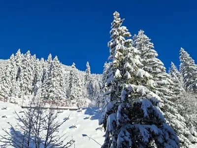 a snow covered christmas tree in a snow covered forest at Appartement Confortable 2 Pièces, Proche des Pistes, WIFI Gratuit - FR-1-425-165 in Flaine