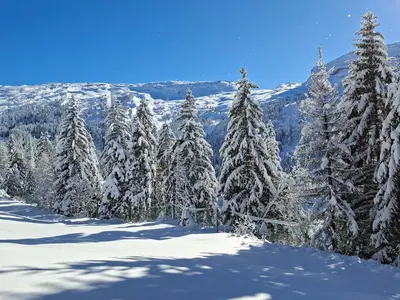 a group of snow covered trees on a mountain at Appartement Confortable 4 Pers. Flaine Centre, Balcon Sud - FR-1-425-161 in Flaine
