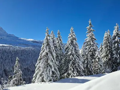 a group of snow covered pine trees on a mountain at Appartement Confortable 4 Pers. Flaine Centre, Balcon Sud - FR-1-425-161 in Flaine