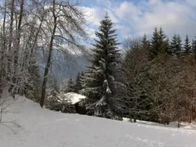 a group of pine trees in the snow at Studio au pied des pistes avec terrasse – 4 pers, lave-vaisselle & lave-linge - FR-1-572-135 in Arâches-la-Frasse