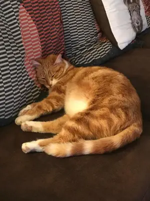 an orange and white cat sleeping on a couch at Chambres à Sallanches in Sallanches
