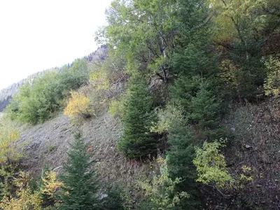 an overhead view of a hill with trees on it at Studio rénové 4 pers, Résidence Andromède, Flaine Forêt, à 300m des pistes et 140m des commerces - FR-1-687-26 in Arâches-la-Frasse
