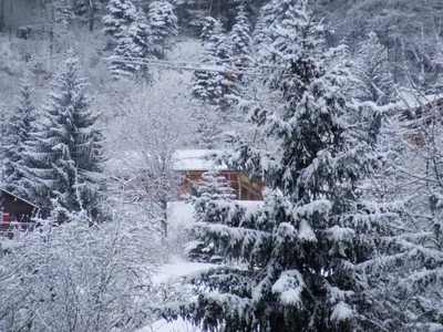 a snow covered forest with a house and trees at Coquet Studio de 4 personnes aux Carroz - Balcon et Wifi in Les Carroz d'Araches