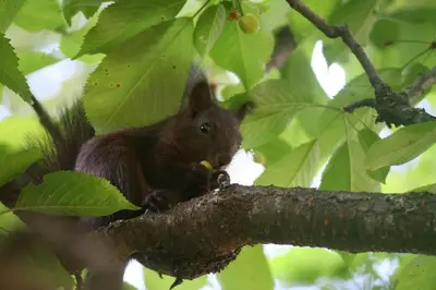 a squirrel is sitting on a tree branch at Three Bedroomed Chalet Apartment in Chamonix-Mont-Blanc