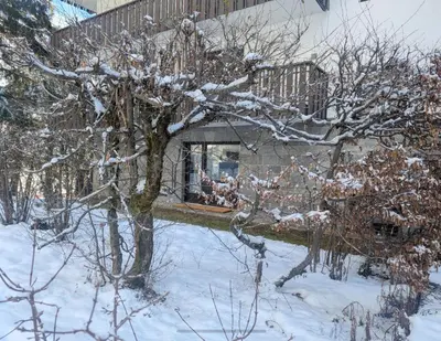 a tree covered in snow in front of a building at Au Petit Bois in Chamonix-Mont-Blanc