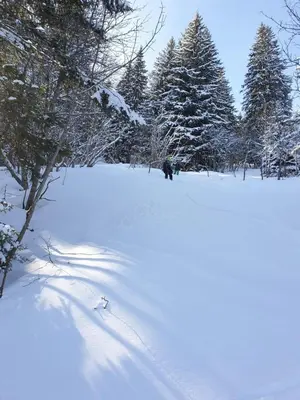 a person skiing down a snow covered slope with trees at Cascades, 3 bedroom chalet with shared pool. in Samoëns