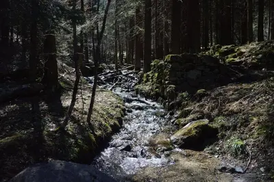 a stream in the middle of a forest at 2 bedroom Apartment in Les Houches Stone's throw from Prairon lift in Les Houches