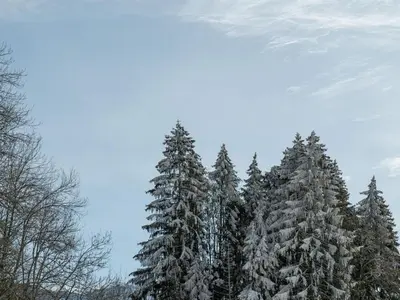 a group of pine trees covered in snow at Spacieux T3, 6 pers, calme, balcon, parking, casier à skis, navette à 150m - FR-1-572-278 in Arâches-la-Frasse