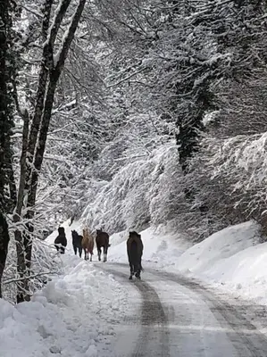 a group of animals walking down a snow covered road at Pom Pom, 3 bedroom apt with stunning mountain views-Samoëns in Samoëns