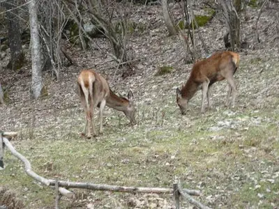 two deer grazing on the grass in a field at Betulle - 2bedroom - Patio facing Mont-Blanc range in Les Houches