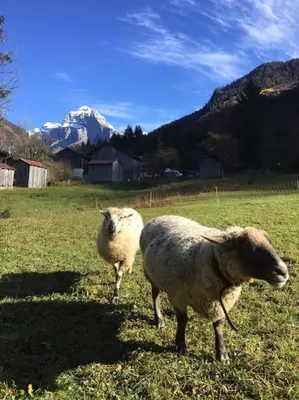 two sheep standing in a field with mountains in the background at Gîte Ferme Sixt-Fer-à-Cheval in Sixt