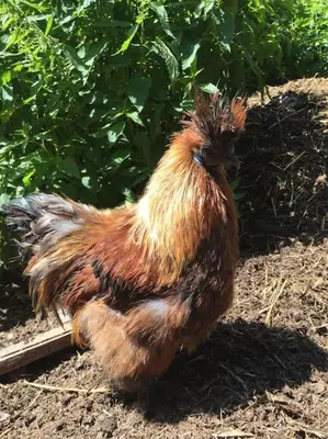 a chicken sitting on the ground in the dirt at Gîte Ferme Sixt-Fer-à-Cheval in Sixt