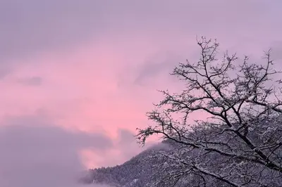a tree in the foreground with a mountain in the background at Logement entier dans maison - Passy - 6 personnes in Passy