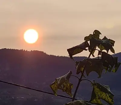 a view of the sun setting behind a plant at Logement entier dans maison - Passy - 6 personnes in Passy
